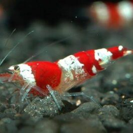 Crystal Red Shrimp ( 4 pcs)