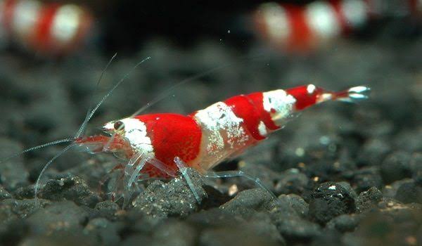 Crystal Red Shrimp ( 4 pcs)