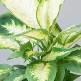 Dieffenbachia Lemon (medium sided plant)