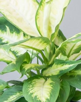 Dieffenbachia Lemon (medium sided plant)