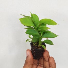 Dieffenbachia Lemon (medium sided plant)