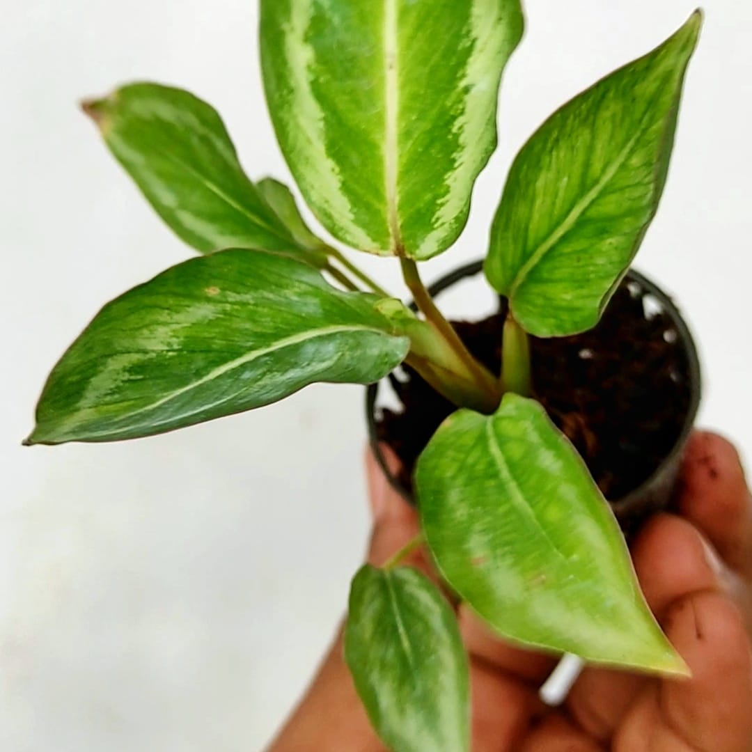 Calathea Jf Macbr (small plant pot) - Image 3