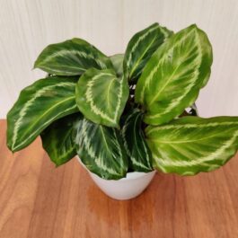 Calathea Jf Macbr (small plant pot)