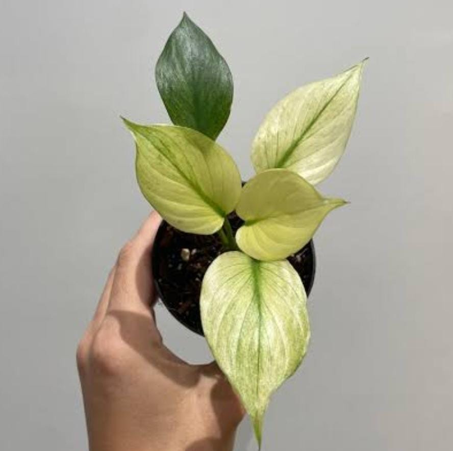 Homalomena Rubescens Mint (small single plant pot) - Image 3