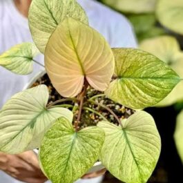 Homalomena Rubescens Mint (small single plant pot)