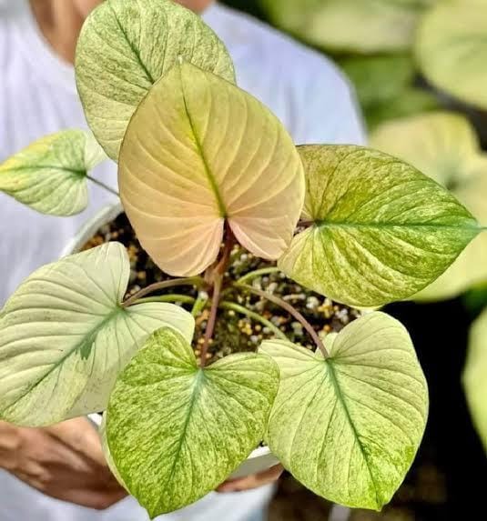 Homalomena Rubescens Mint (small single plant pot)