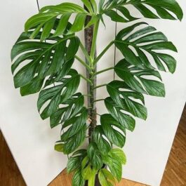 Monstera Pinnatipartita (small single plant pot)