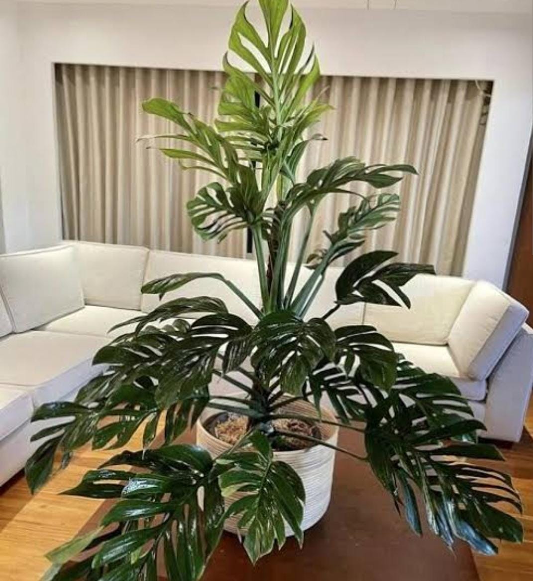 Monstera Pinnatipartita (small single plant pot) - Image 4