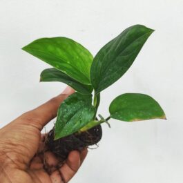 Monstera Pinnatipartita (small single plant pot)