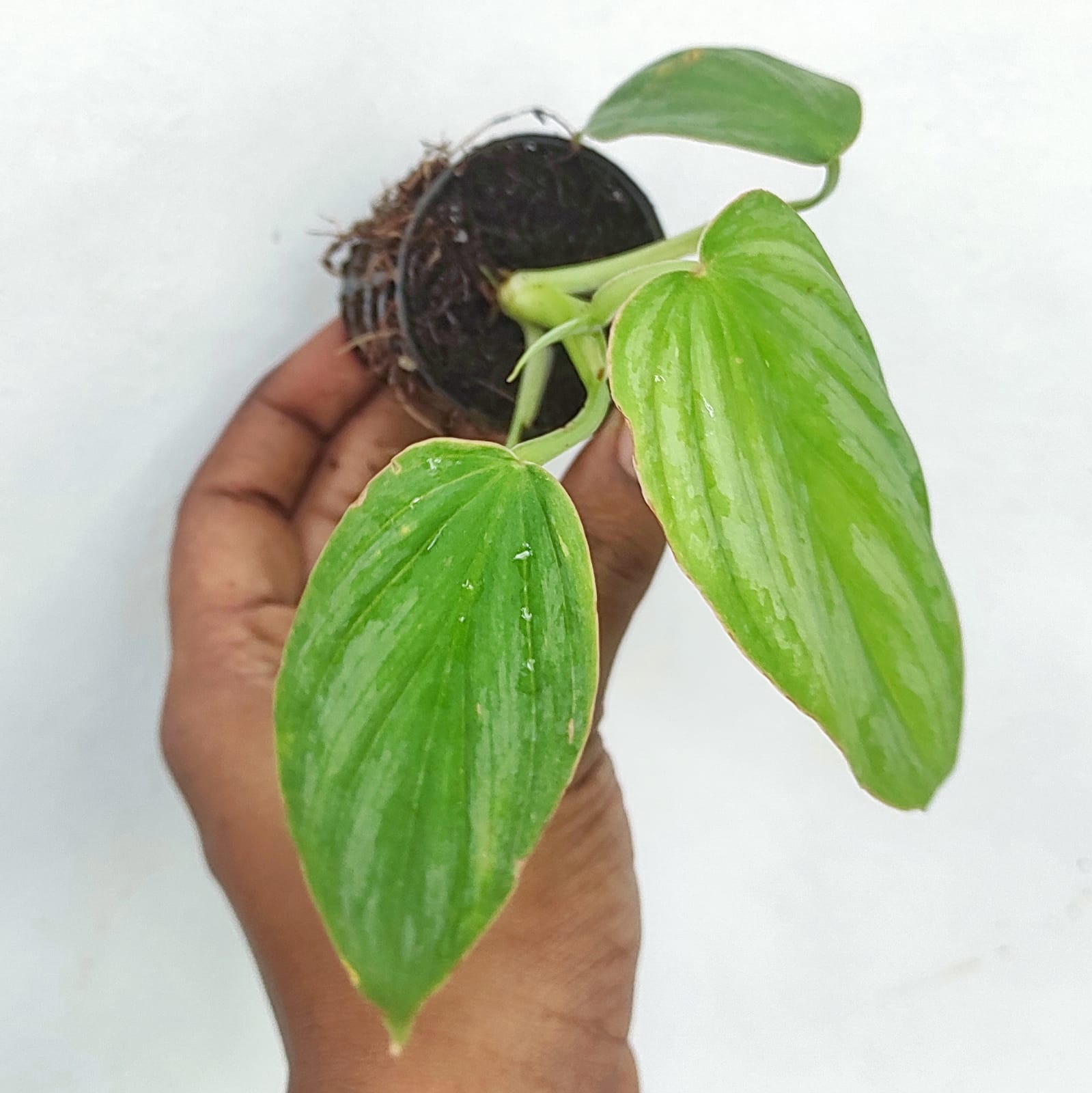 Philodendron Mamei Silver Cloud (small single plant pot) - Image 2