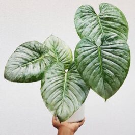 Philodendron Mamei Silver Cloud (small single plant pot)