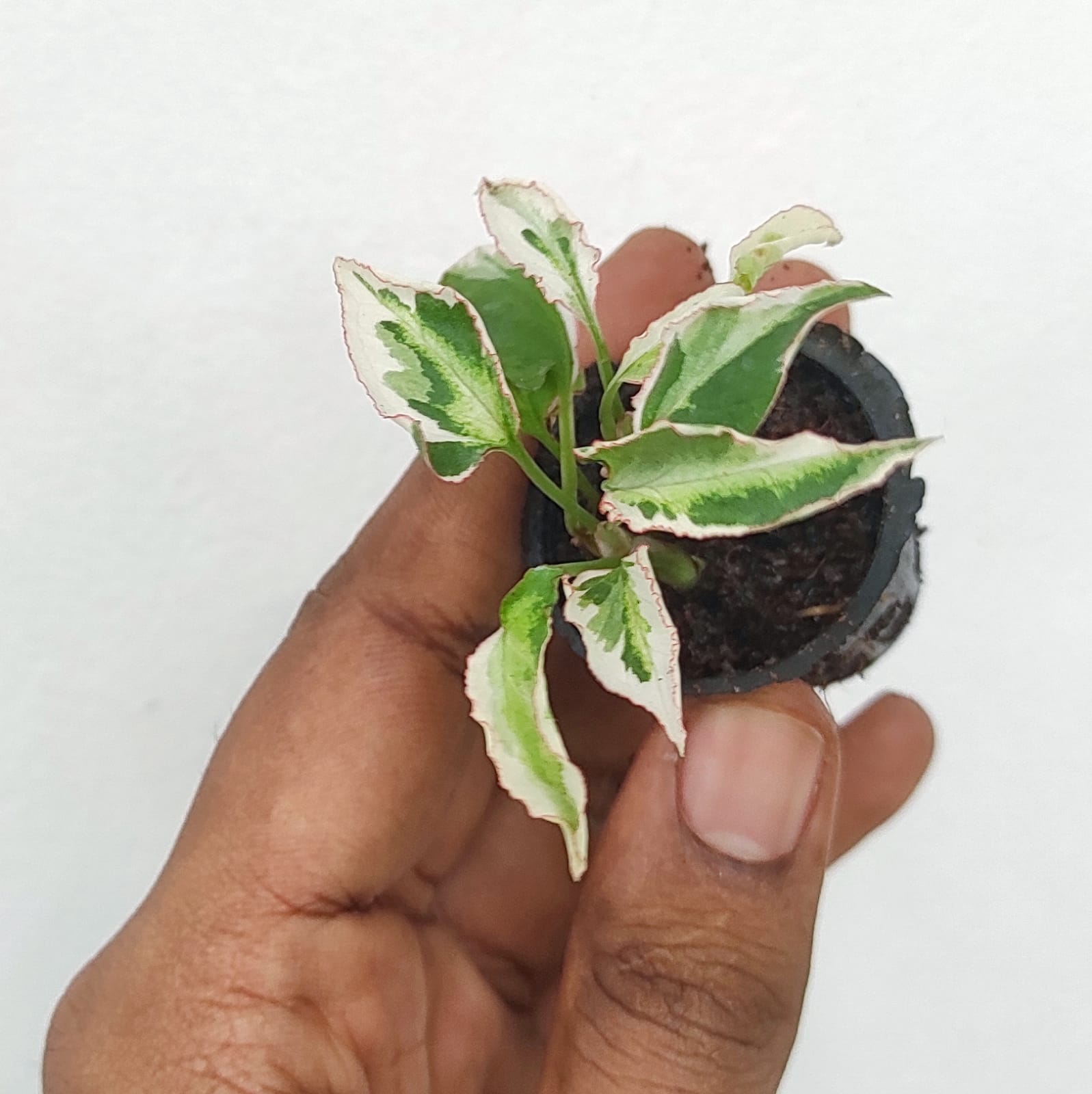 Syngonium starlite (small plant pot) - Image 2