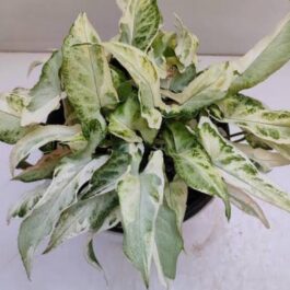 Syngonium starlite (small plant pot)