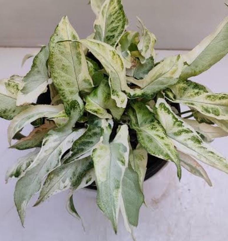 Syngonium starlite (small plant pot)