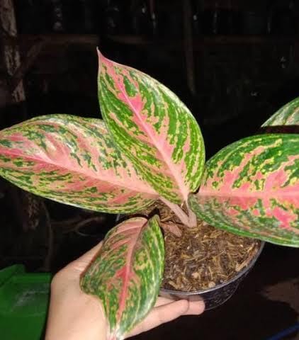 Aglonema pink panther (small single plant pot) - Image 5