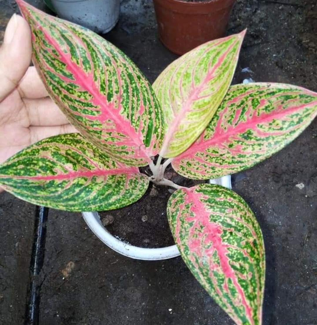 Aglonema pink panther (small single plant pot) - Image 4