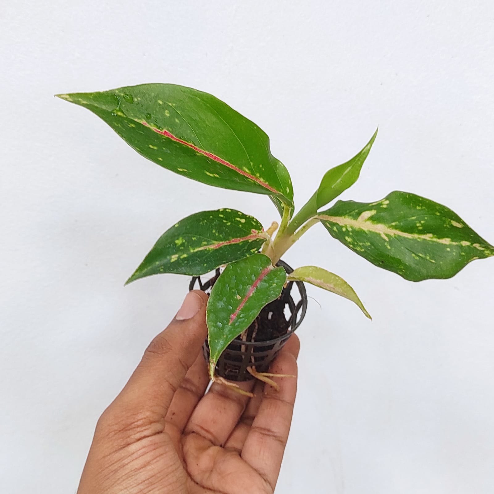 Aglonema pink panther (small single plant pot) - Image 2