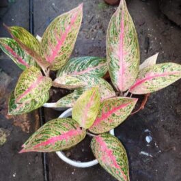Aglonema pink panther (small single plant pot)