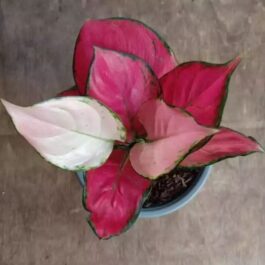 Aglaonema Pink Katrina (small single plant pot)