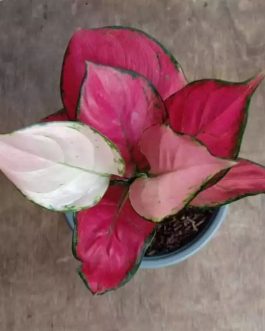 Aglaonema Pink Katrina (small single plant pot)