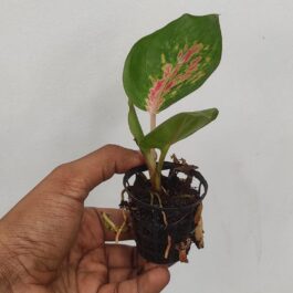 Aglaonema Pink Katrina (small single plant pot)