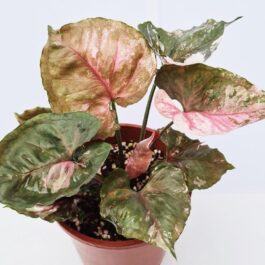 Syngonium Strawberry Ice (small single plant pot)