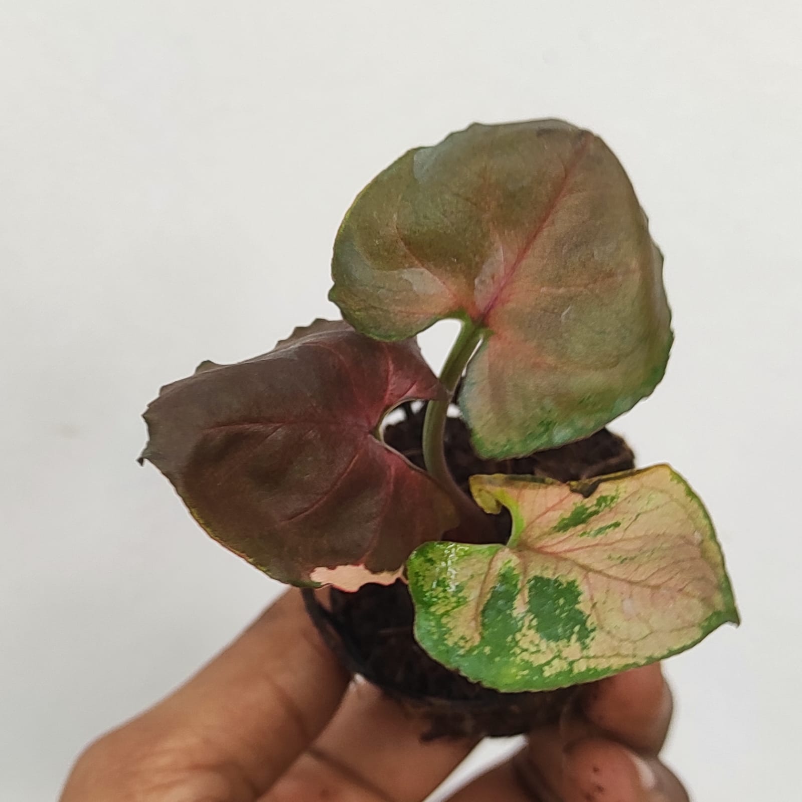 Syngonium Strawberry Ice (small single plant pot) - Image 4