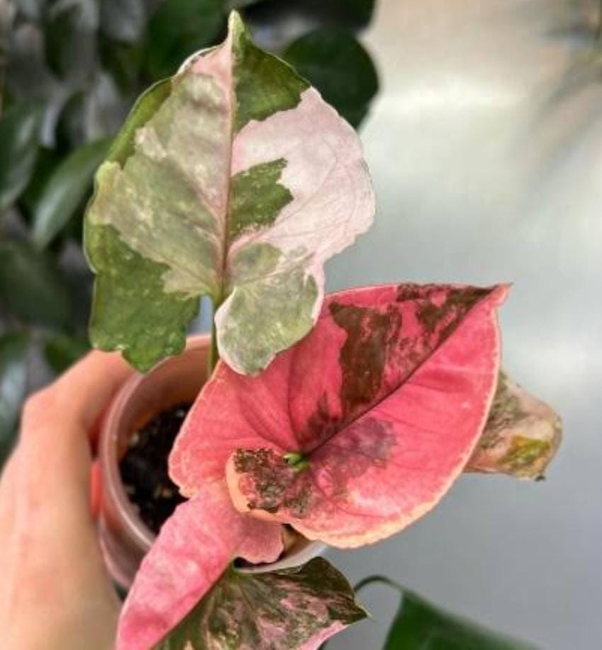 Syngonium Strawberry Ice (small single plant pot) - Image 3