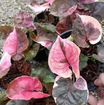 Syngonium Strawberry Ice (small single plant pot) - Image 6