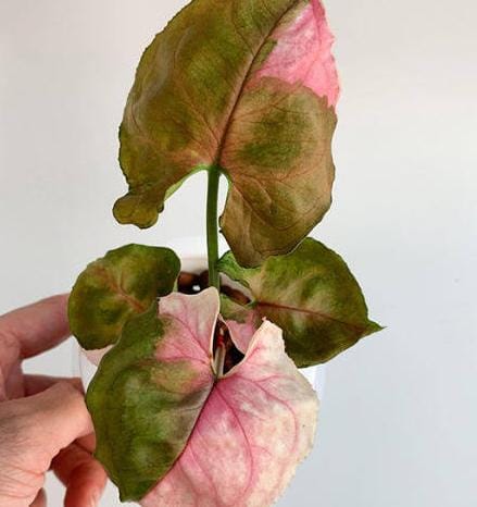 Syngonium Strawberry Ice (small single plant pot) - Image 5