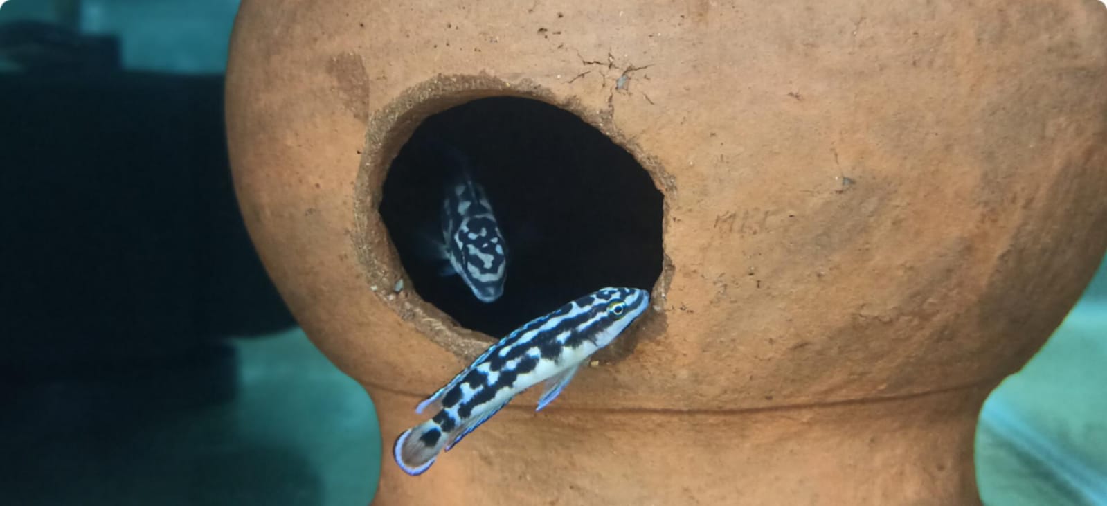 Julidochromis transcriptus ( 4pcs) - Image 5