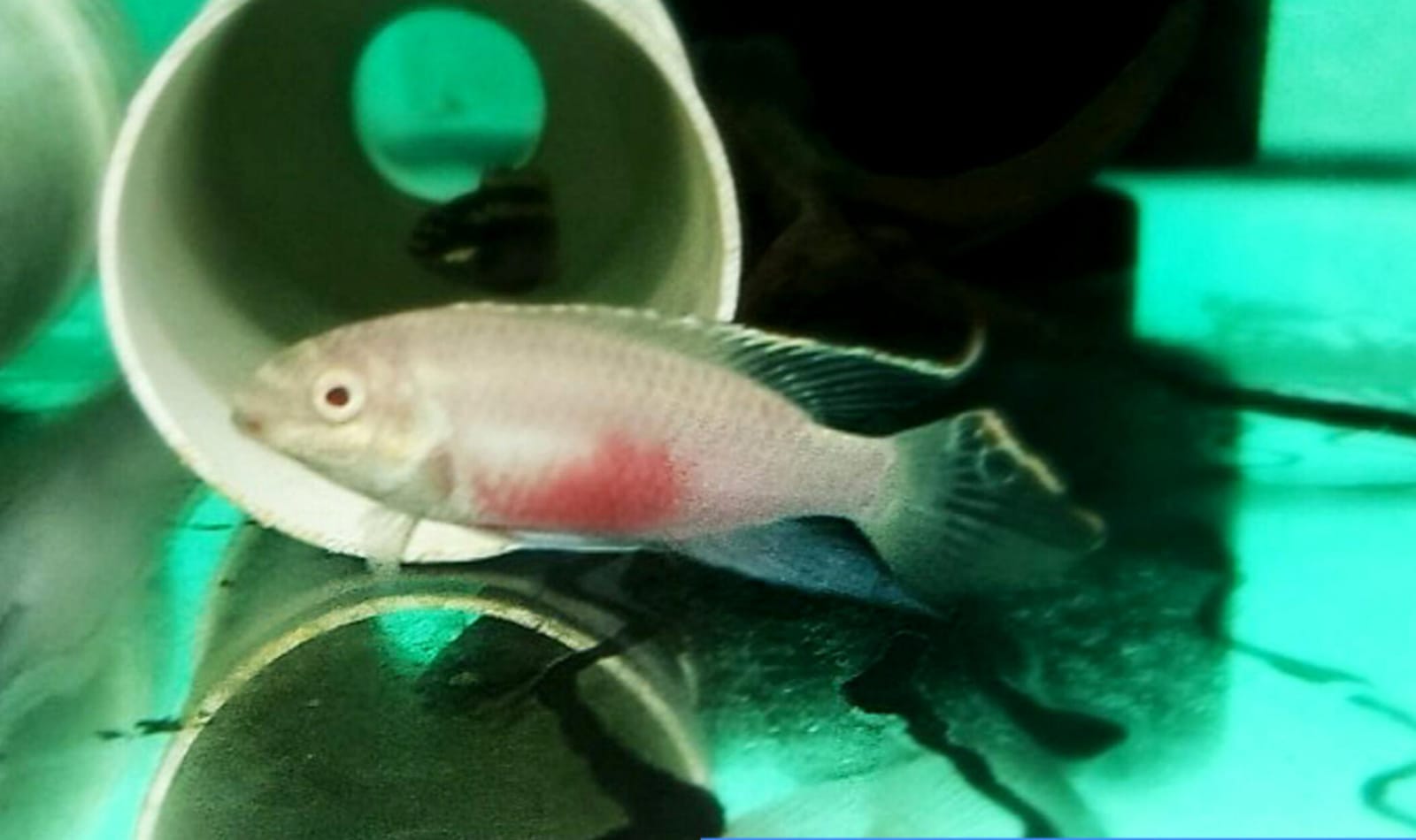 Albino kribensis ( 4 pcs) - Image 5