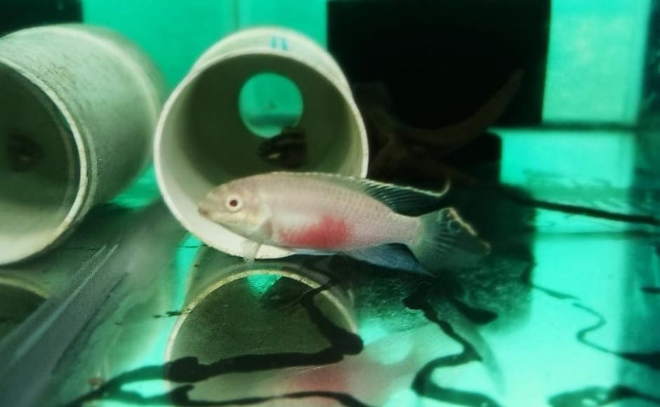 Albino kribensis ( 4 pcs) - Image 6