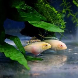 Albino kribensis ( 4 pcs)