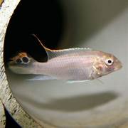 Albino kribensis ( 4 pcs) - Image 3