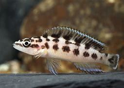 Julidochromis transcriptus ( 4pcs) - Image 4