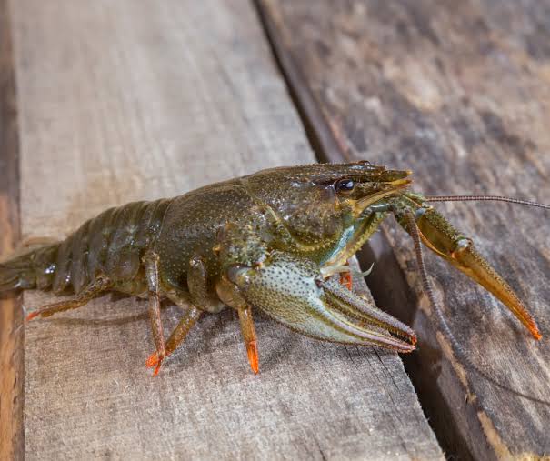 Cray fish combo pair( Orange, Red, Green ,Pink ,Brown ) - Image 7