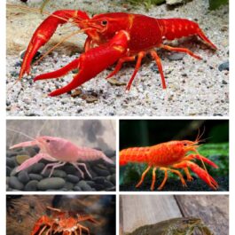 Cray fish combo pair( Orange, Red, Green ,Pink ,Brown )