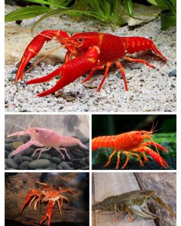 Cray fish combo pair( Orange, Red, Green ,Pink ,Brown )