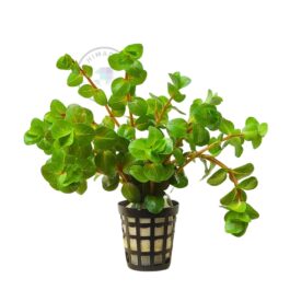 Rotala sp Big Bear (large pot)