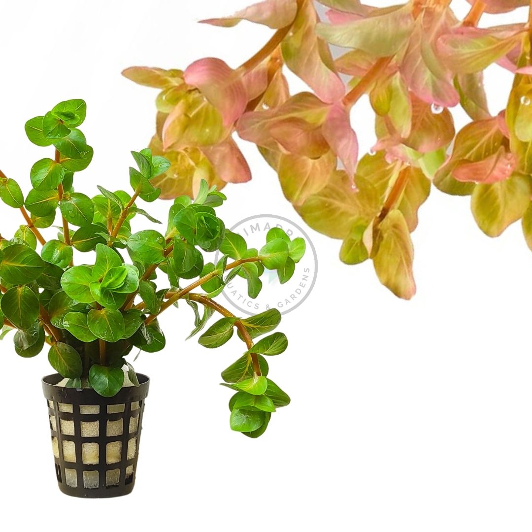 Rotala sp Big Bear (6 stems) - Image 5