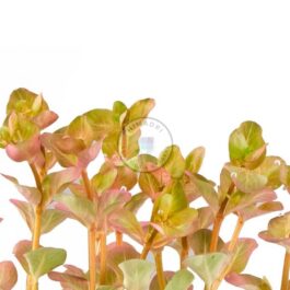 Rotala sp Big Bear (large pot)