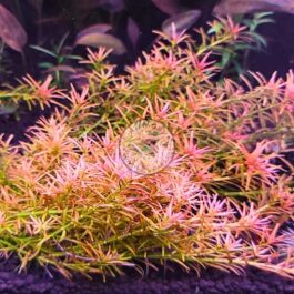 Rotala Goias/ Red carpeting rotala/ Rotala Mexicana Goias (large pot)