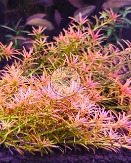 Rotala Goias/ Red carpeting rotala/ Rotala Mexicana Goias (large pot)
