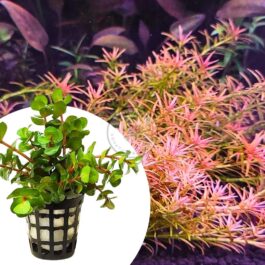 Rotala Goias/ Red carpeting rotala/ Rotala Mexicana Goias (large pot)