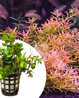 Rotala Goias/ Red carpeting rotala/ Rotala Mexicana Goias (large pot)