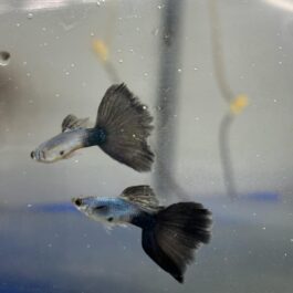 Lazuli blue black Tail pair