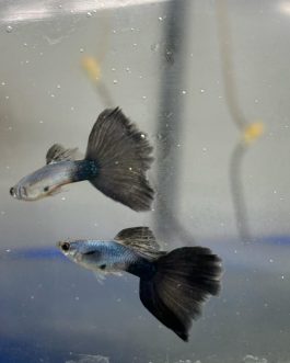 Lazuli blue black Tail pair
