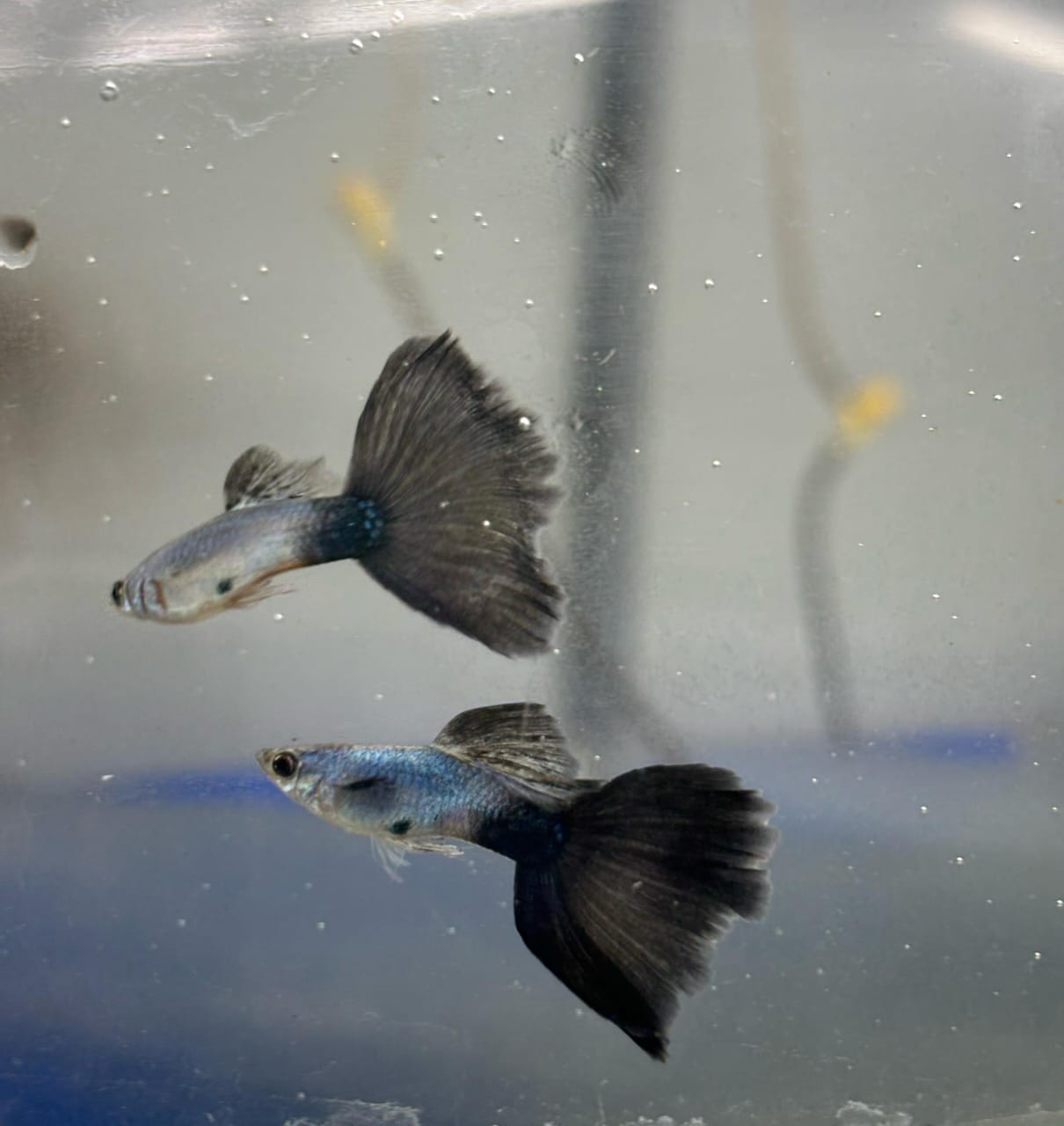 Lazuli blue black Tail pair - Image 2