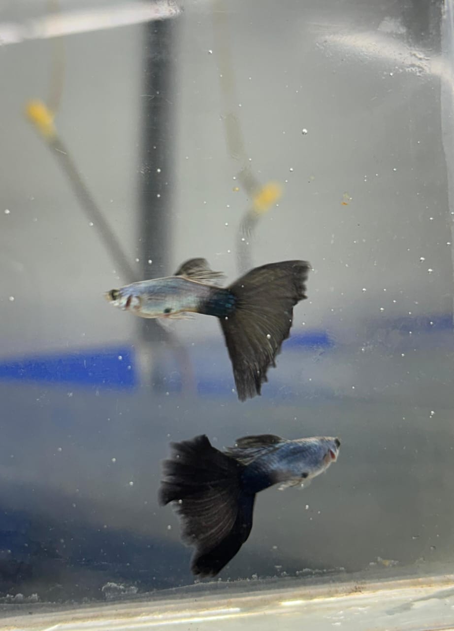 Lazuli blue black Tail pair - Image 3